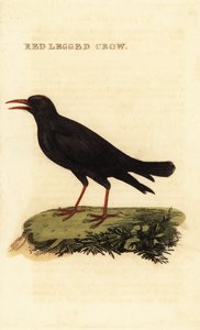 Red-billed chough, Pyrrhocorax pyrrhocorax