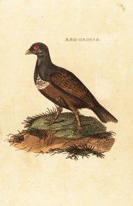 Red grouse by British School