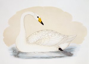 Wild Swan