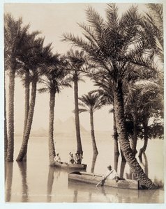 A Palm Grove at the Foot of the Pyramids of Egypt - photograph by the Zangali brothers, late 19th century by Brothers Zangaki