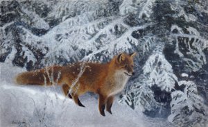 Winter Fox
