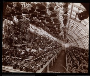 Orchids in a greenhouse at the Helen Gould estate (late Jay Gould residence) at Tarrytown, New York, 1894 by Byron Company