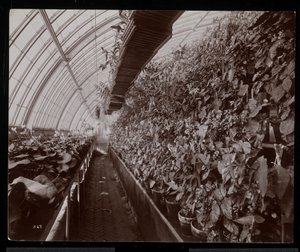 Orchids in a Greenhouse at the Helen Gould Estate (Late Jay Gould Residence) at Tarrytown, New York, 1894