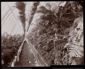 Plants in a Greenhouse at the Helen Gould Estate at Tarrytown, New York, 1894 by Byron Company