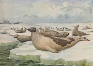 Seal-Hunting, Newfoundland by C.G Lowther