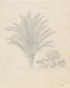 Palm Tree and Group of Leaves