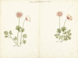 Two Studies of Anemones by C. Baak