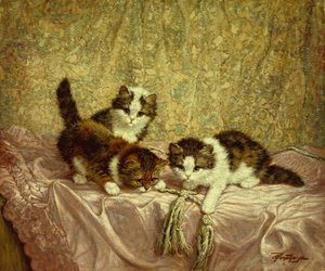 Playful Kittens