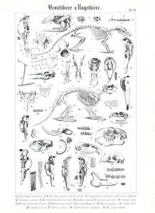 Anatomical Illustration of Marsupials and Rodents