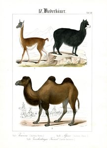 Camelids from South America and Asia