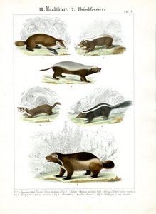 Mustelid Carnivores