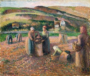 Picking Potatoes