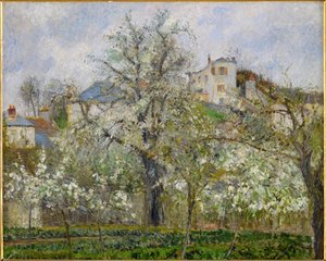 Spring, Pear Blossoms