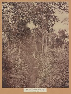 No. 120. Rangoon. Tiger Alley by Capt. Linnaeus Tripe