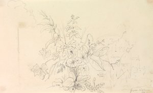 Sketch of Plants and a Milestone from Nature, 3 June 1826