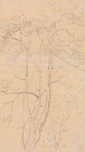 Sketch of Trees, Shorwell, Isle of Wight by Capt. Thomas Hastings
