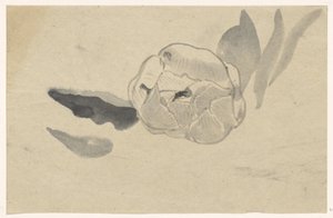 Flower Study