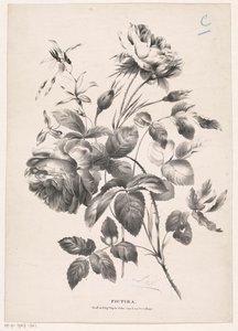 Two Roses by Carel Christiaan Antony Last