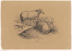 Four Sheep