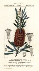 Albany bottlebrush by Carini Carini