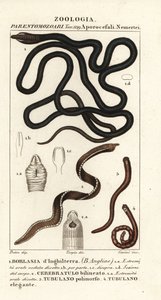 Bootlace Worm, Lineus longissimus 1, Borlasia angliae 1, Proboscis Worm, Cerebratulus bilineatus 2, Cerebratulus bilineatus 2, Ribbon Worm, Tubulanus polimorphus 3, Tubulanus elegans 4