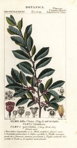 Chinese Elm or Lacebark Elm, Ulmus parvifolia, Ulmus chinensis, Olmo della China