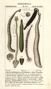 Fish leech and freshwater leeches: Branchiobdellida, Pontobdella spinosa, Whitmania laevis, Hirudo vittata, Piscicola geometra, Ichthyobdella geometra, Geobdella trochetii by Carini Carini
