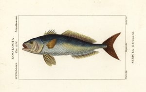 Greater amberjack by Carini Carini