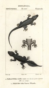 House Gecko, Hemidactylus frenatus 1, and Broad-tailed Gecko, Phyllurus platurus 2 by Carini Carini