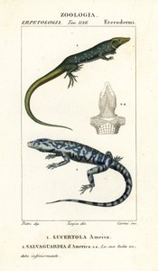 Jungle-runner, Ameiva ameiva, and golden tegu, Tupinambis teguixin by Carini Carini
