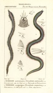Leodice antennata and Eunice sanguinea
