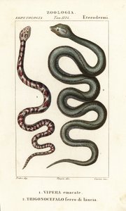 Ring-necked Spitting Cobra, Hemachatus haemachatus 1, and Martinique Lancehead, Bothrops lanceolatus 2