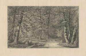 Beech Forest