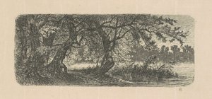 Water Elms
