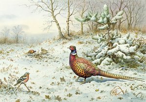 Cock Pheasant and Chaffinch