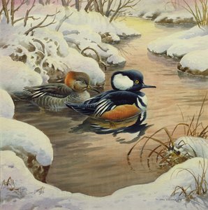 Hooded Mergansers on a Pool by Carl Donner