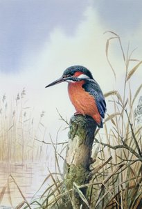 Kingfisher