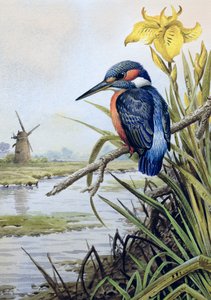 Kingfisher with Flag Iris and Windmill