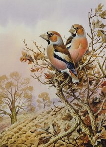 Pair of Chaffinches by Carl Donner