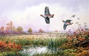 Partridge in Flight