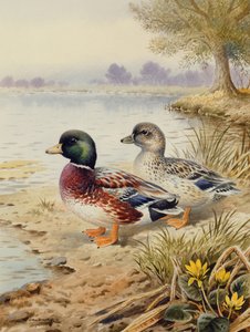 Silver Call Ducks