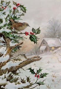 Wren in Hollybush by a cottage by Carl Donner