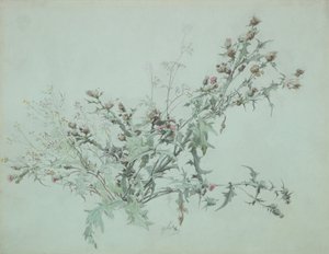 Study of a Flowering Thistle