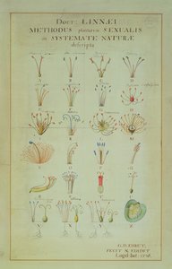 Illustration of the Linnean Plant Sexual System by Carl Linnaeus