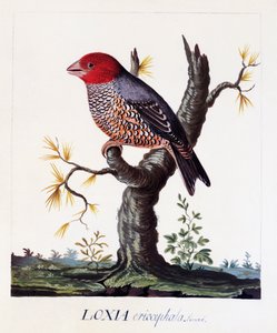 Red-headed Finch
