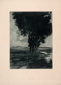 Black Poplars