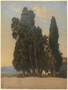 Cypresses in the Park of Villa d