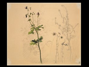 Columbine, Daisy, Garlic Mustard, and Lobelia by Carl Philipp Fohr