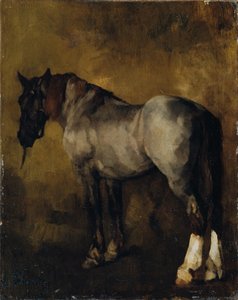 Horse Study