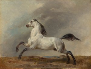 White Stallion Facing Left